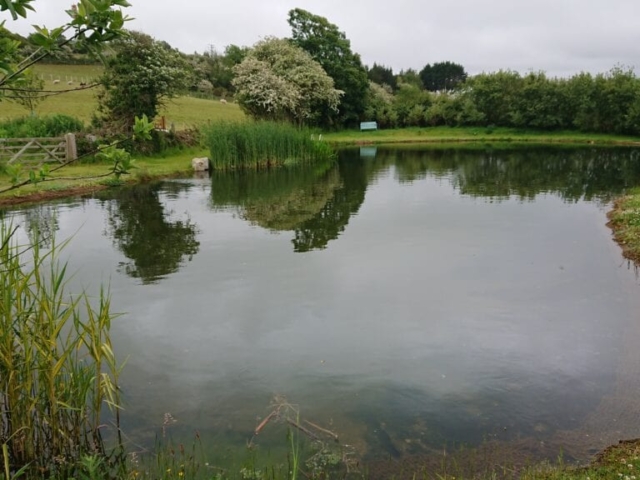 Large Natural Pond Designed & Built in Cornwall Large Pond in Cornwall