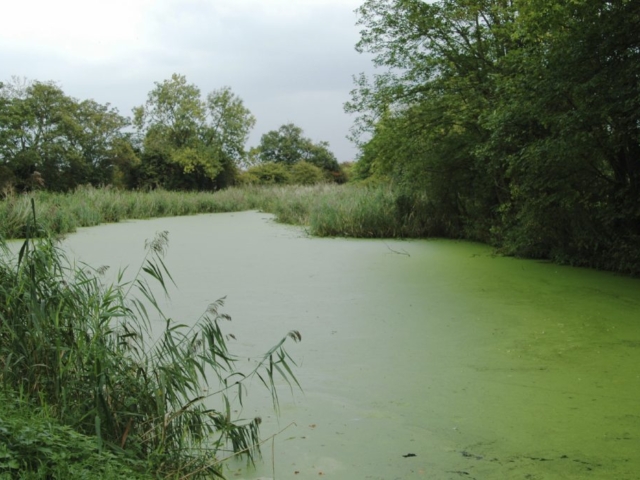 Pond Covered in Duckweed Pond Covered in Surface Algae
