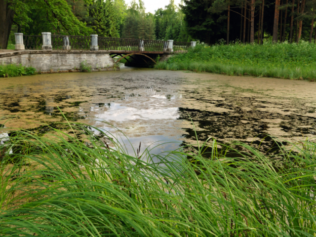Pond with String Algae Pond with String Algae