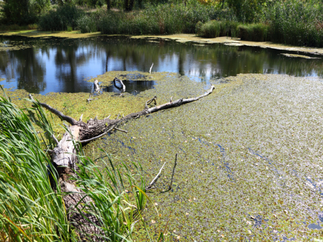 Pond in Need of Maintenance Pond in Need of Maintenance