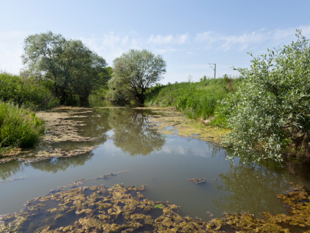 Waterway with Excess Nutrients Causing Poor Water Quality Waterway with Excess Nutrients Causing Poor Water Quality