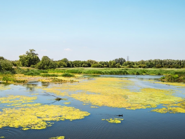Nature Wildlife Reserve in Essex, with Excessive Blanketweed Growth Nature Wildlife Reserve in Essex, with Excessive Blanketweed Growth