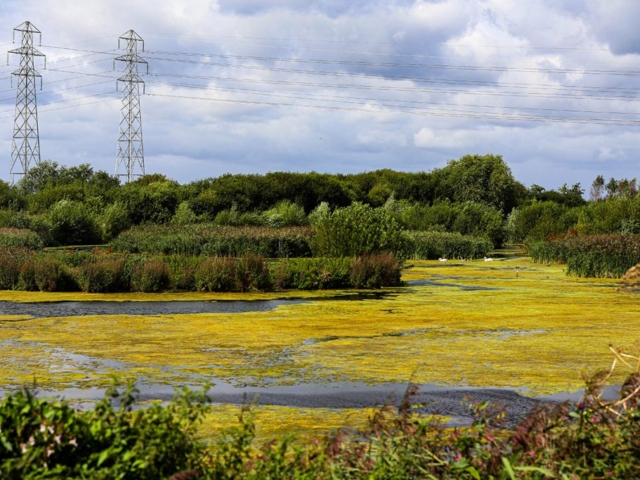 Nature Wildlife Reserve in Essex, with Excessive Blanketweed Growth Nature Wildlife Reserve in Essex, with Excessive Blanketweed Growth
