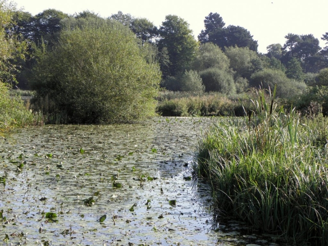Fishing Lake Choked with Excess Lily Growth Fishing Lake Choked with Excess Lily Growth