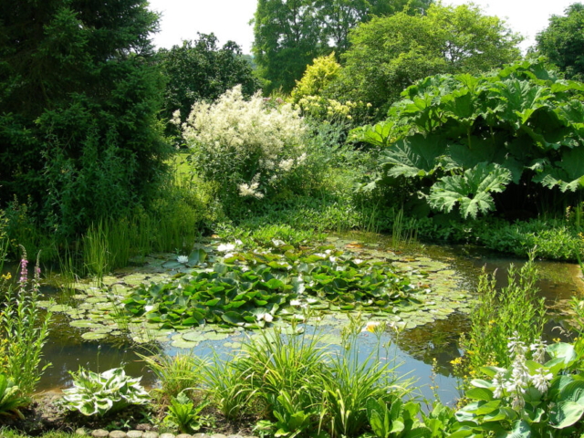 Wildlife Pond in Hampshire Becoming Overgrown Mature Wildlife Pond in Hampshire