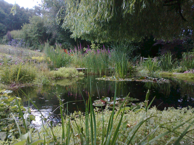 Wildlife Pond in Hampshire Designed & Built Lovely Wildlife Pond in Hampshire