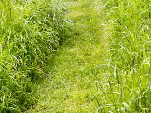 Cut Grass Pathway through Rewilded Lawn