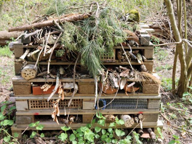 Bug Hotel