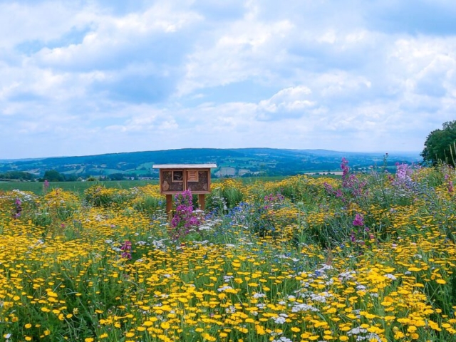 Bee Hotel on Wildflower Meadow in Devon