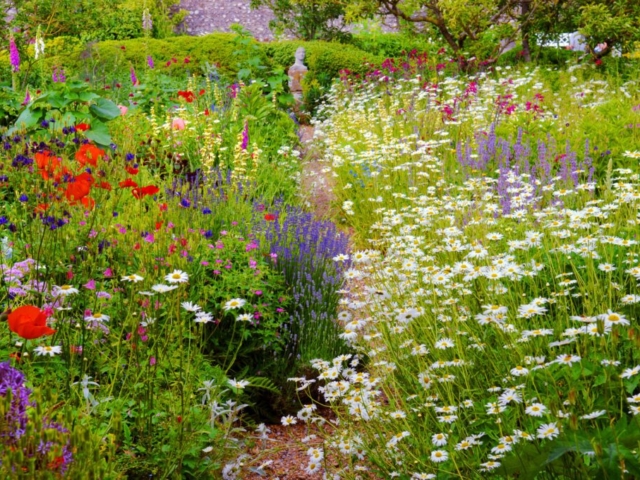 Bee & Insect Friendly Planting in Garden