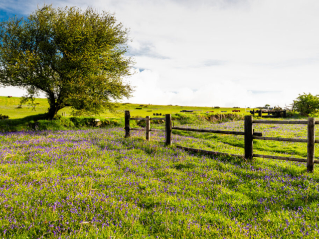 Wildflowers in Devon Countryside