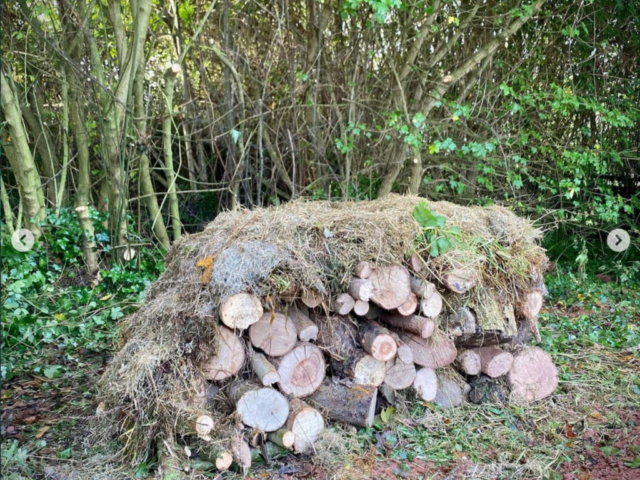 Hibernaculum Made from Logs & Grass Cuttings