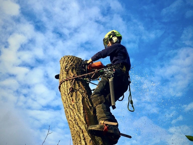 Preparing for Coronet Cut Devon Arboriculture in Devon by Lost Habitat