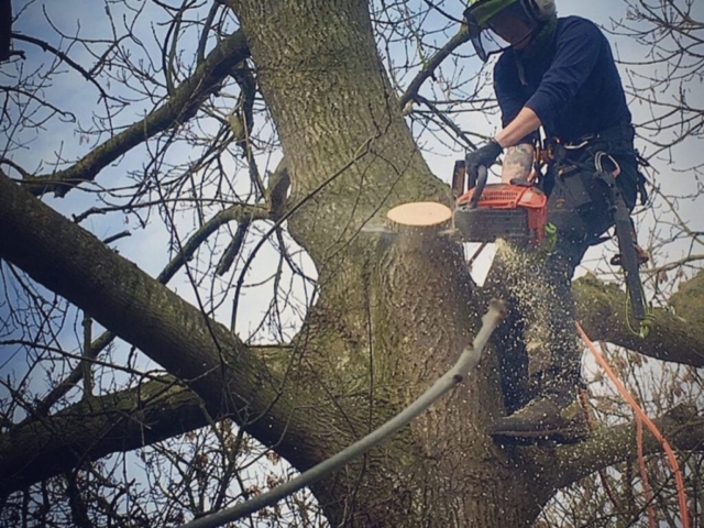 Making Good of Storm Damage in Devon Tree Care from Storm Damage