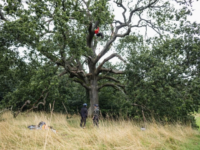 Tree Conservation Work in Large Old Oak Tree Tree Conservation Devon