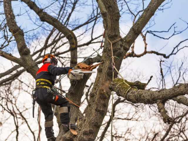 Tree Conservation in Devon Tree Surgeon in Devon