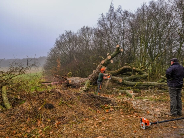 Large Windblown Tree Being Cut up with Chain Saw Windblown Tree Devon
