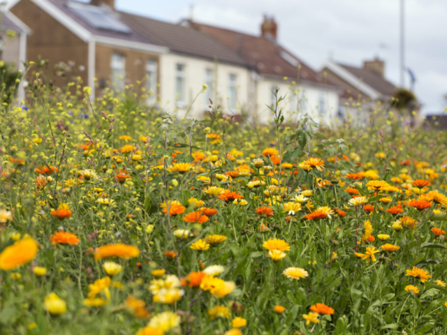 Wildflowers Rewilding