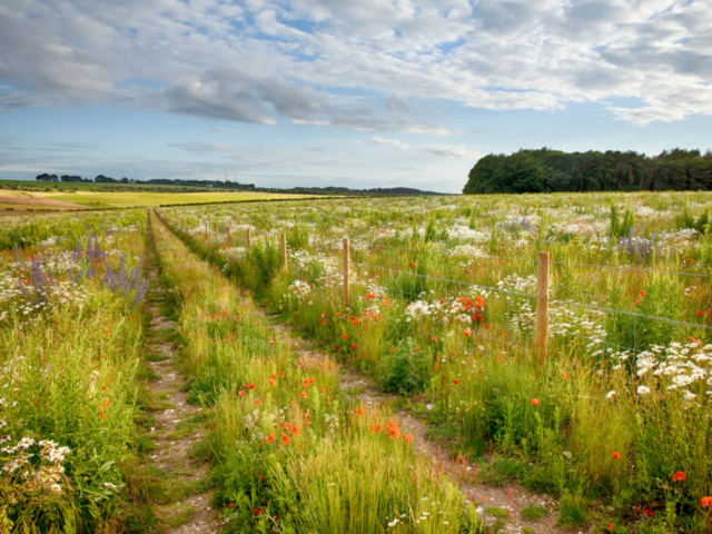 Rewilded Landscape