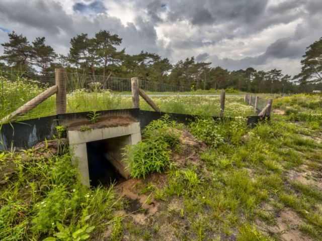Wildlife Underpass Crossing