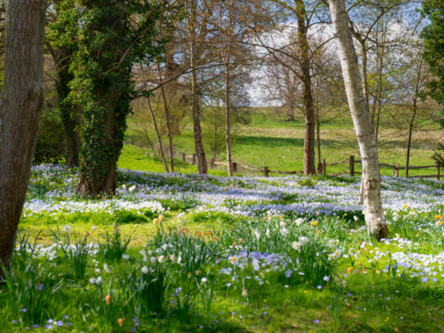 Wildflowers and Bluebells in Devon