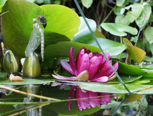 Wildlife Pond