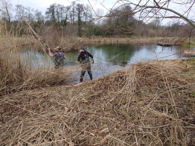 Winter Cutting Back of Phragmites Bed from Pond in Somerset Winter Cutting Back of Phragmites on Lake Bankside in Somerset