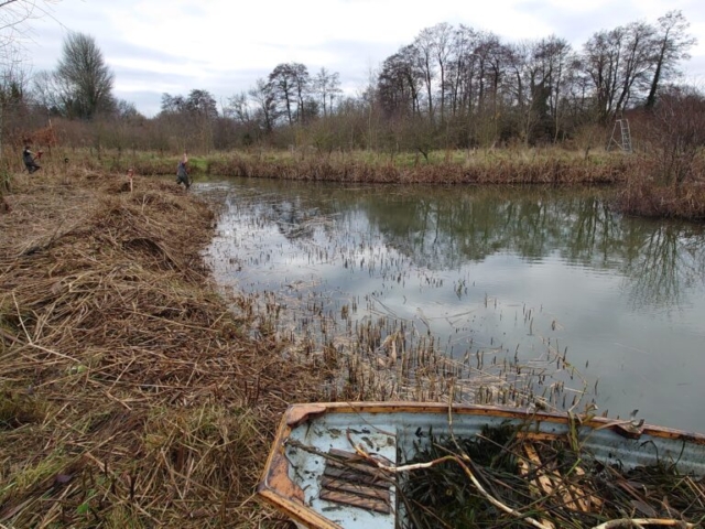 Winter Cutting Back of Phragmites Bed in Somerset Winter Cutting Back of Phragmites Reed Bed in Somerset