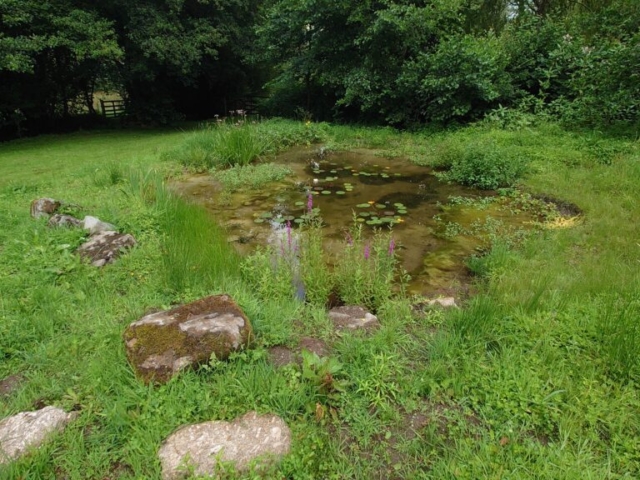 Pond Four Months After Planting Wildlife Pond Design Dartmoor