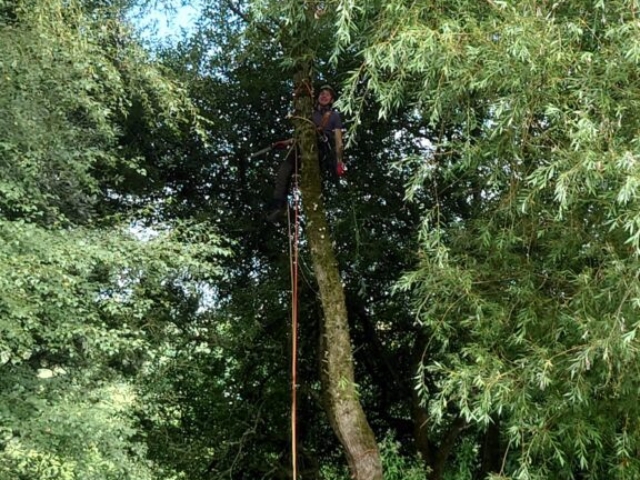 Making Access up Willow Tree Tree Surgery Lakes Devon