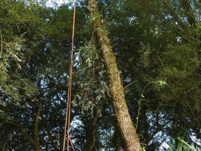 Climbing to Top of Tree Tree Surgery Ponds Lakes Devon