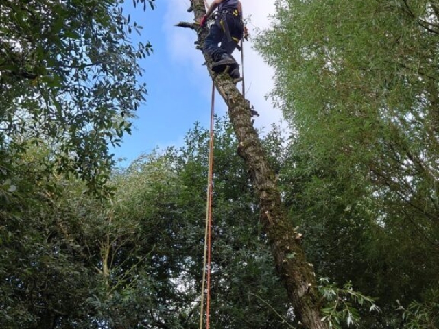 Ready to Reduce to Pollard Willow Tree Arboriculture