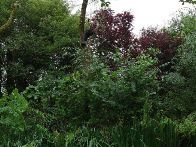 Final Willow Tree Being Pollarded Arboriculture Devon