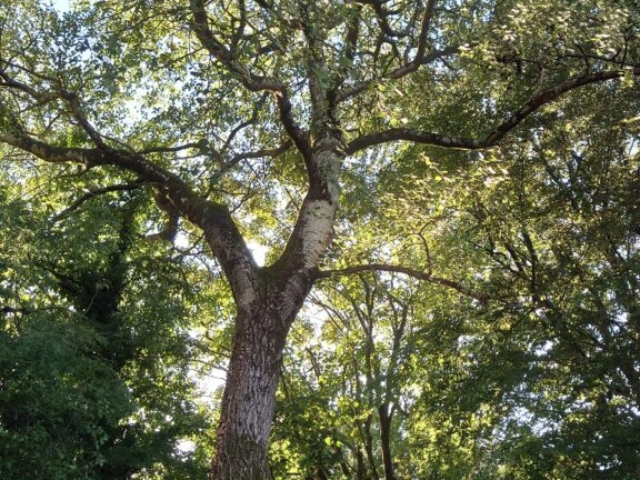 Large Poplar Prior to Removal Tree Surgery Devon