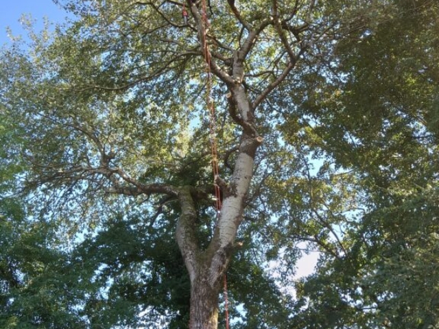 Cutting Limbs of Tree to Allow for Safe Removal Arboriculture Devon