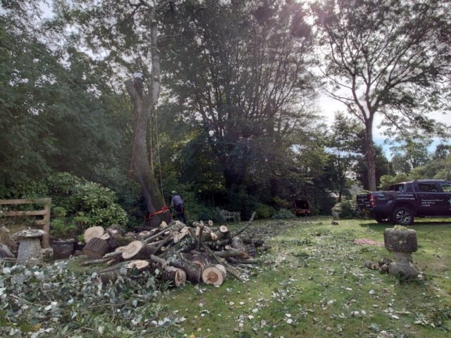 Setting up Rigging Line Tree Surgery Devon