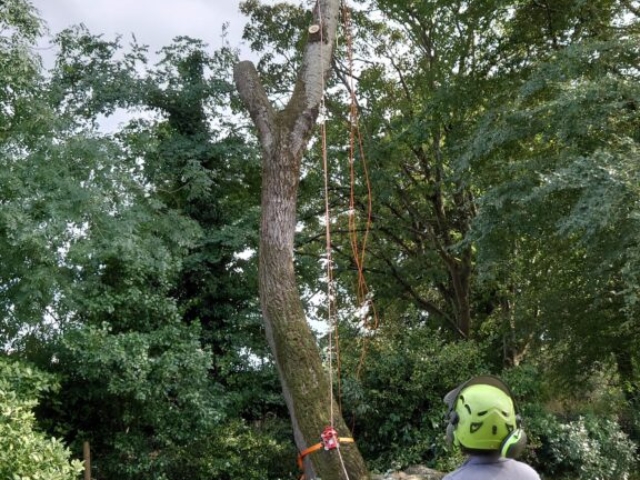 Lowering of Limbs of Tree Using Rigging Line Arboriculture & Tree Surgey Devon