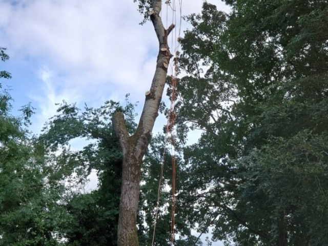 Last Limb Before Sectional Removal Tree Surgery Devon