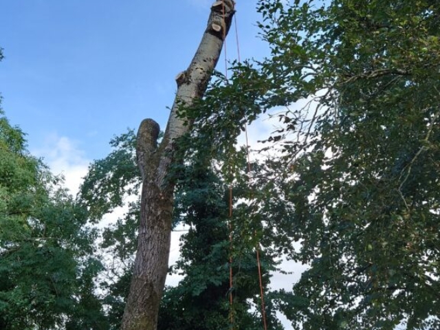 Commencing Sectional Removal Arboriculture & Tree Work Devon