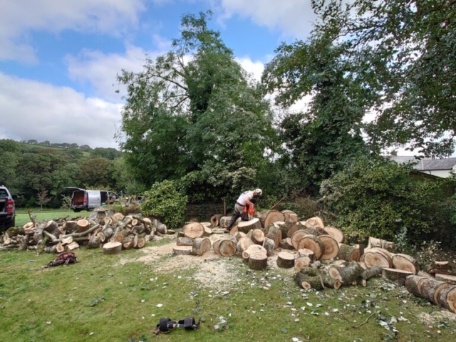 Cutting up Logs Tree Removal Devon
