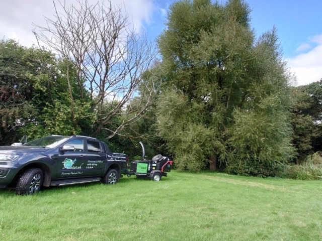 Large Willow Prior to Reduction Tree Work Devon