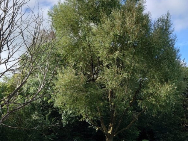Crown Uplift & Reduction of Willow Arboriculture Devon