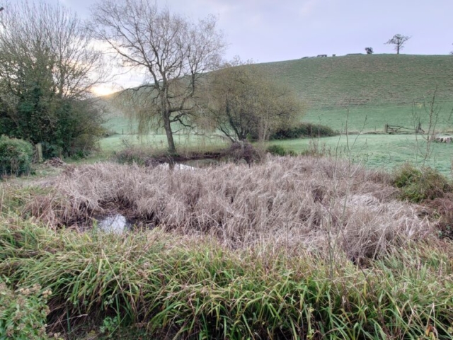 Pond Covered in Lesser Reedmace In Devon Invasive Lesser Reedmace Choking Pond in Devon