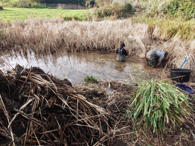 Lesser Reedmace being Removed by Hand Lesser Reedmace being Removed by Hand in Pond in Devon