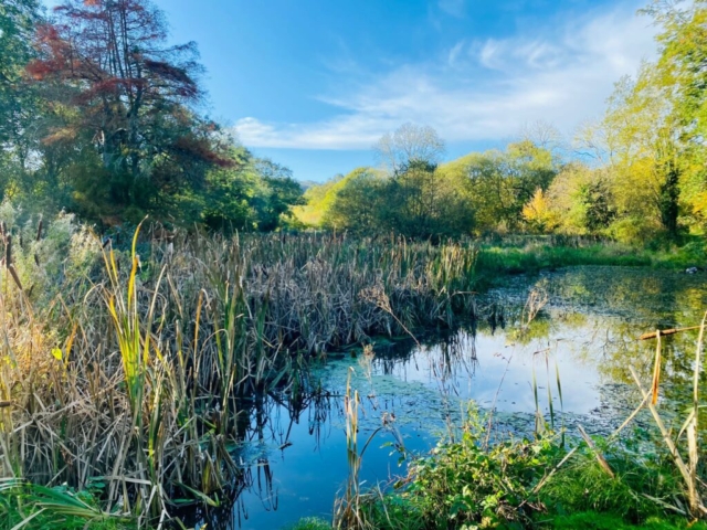 Lake Prior to Removing Greater Reedmace in Devon Lake Prior to Removing Greater Reedmace in Devon