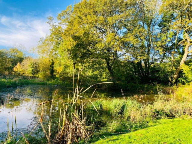 Lake Prior to Maintenance in Devon Lake Prior to Carrying out Maintenance in Devon