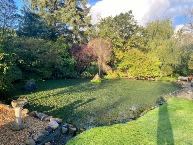 Invasive Canadian Pondweed Completely Covering Water Surface in Devon Invasive Canadian Pondweed in a Pond in Devon