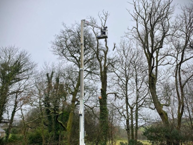 Carefully Reducing Height of Tree Arboriculture & Tree Surgery Devon