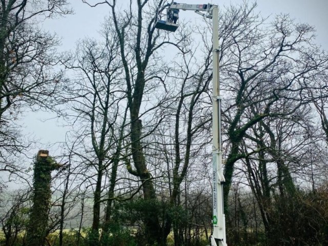 Onto the Second Tree Tree Conservation Devon