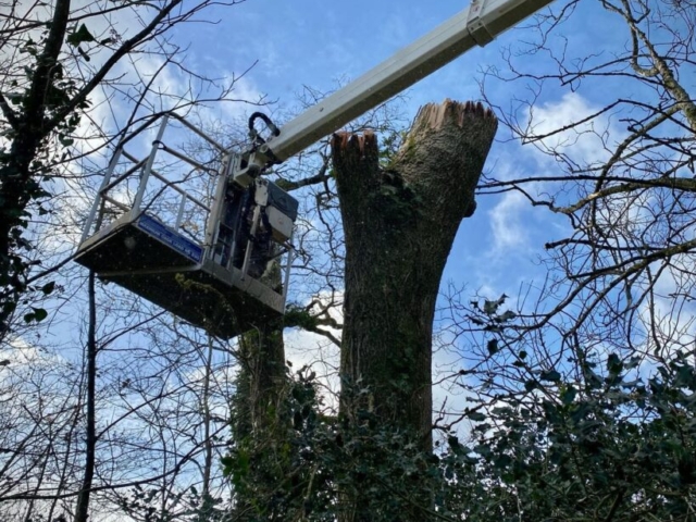 Coronet Cutting Aiding Habitat Tree Conservation Devon